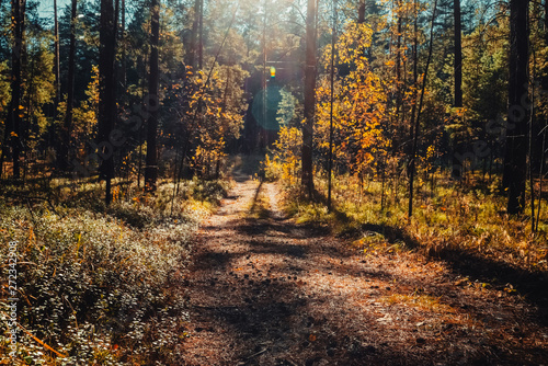 Amazing scenic landscape at early morning in autumn forest. Dazzling bright sunlight through tree branches silhouettes. Rich fall foliage glitter in sunbeams. Wonderful sunrise. Lovely sunset scenery.