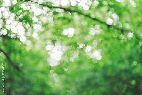 Bokeh of vivid leaves of trees in sunlight. Natural green background. Blurred rich greenery with copy space. Abstract texture of defocused lush foliage in sunny day. Backdrop of scenic nature in blur.