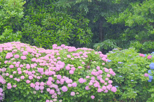 Fototapeta Naklejka Na Ścianę i Meble -  hydrangea flower on rainy day