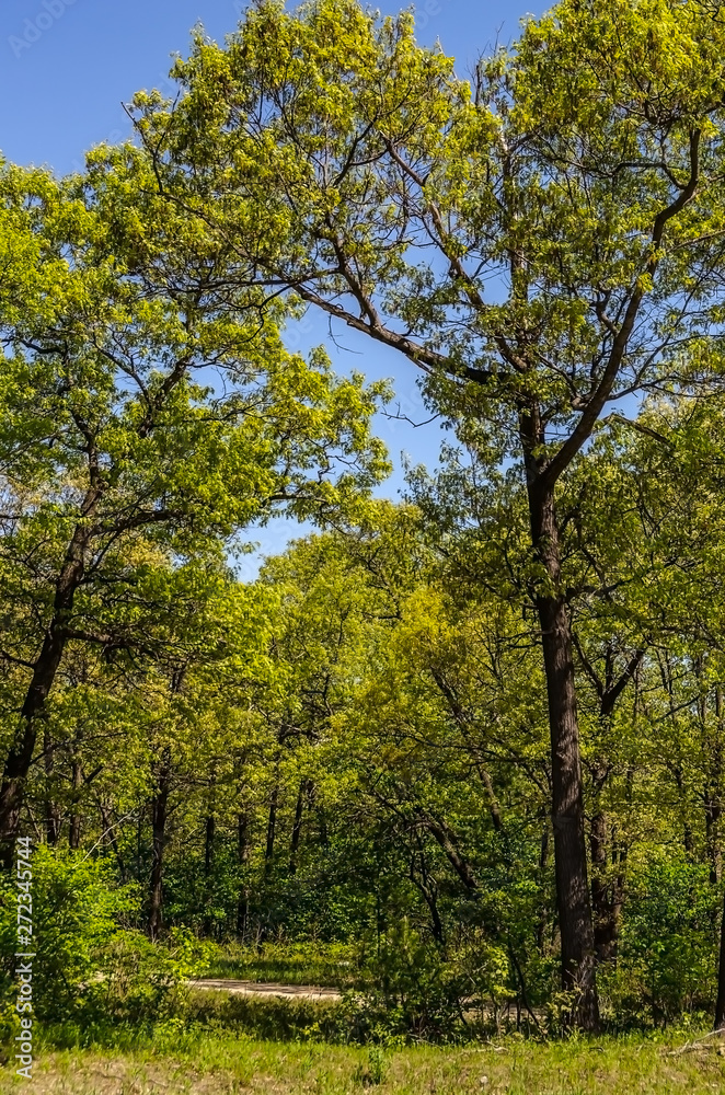 Fototapeta premium Mature Trees with Spring Foliage