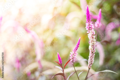 cockscomb flower on natural blurred background