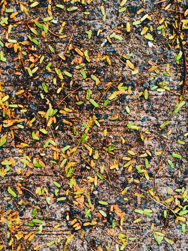 Leaves that fall on the cement road texture.