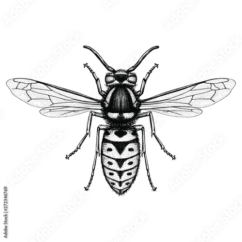 Illustration of a Prairie Yellowjacket