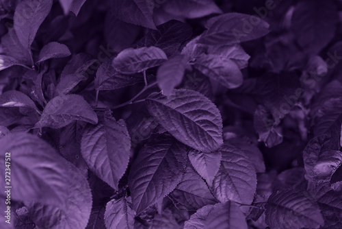 Purple leaf texture. Beautiful leaves texture background.