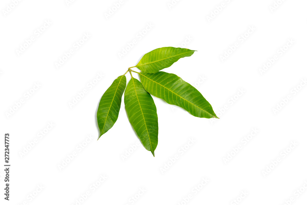 Green mango leaf isolated on white background Green mango leaf isolated on white background