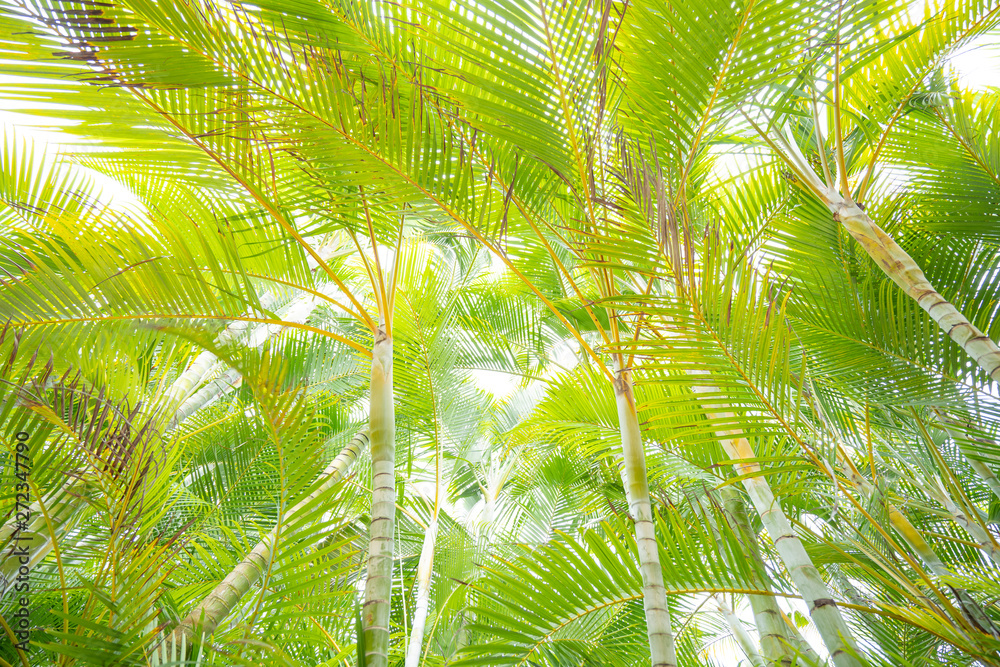 Fototapeta premium ラニカイビーチのヤシの木②