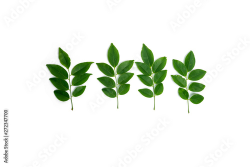 Siamese Rosewood leaves isolated on white background.Dalbergia cochinchinensis Pierre.Green leaf.