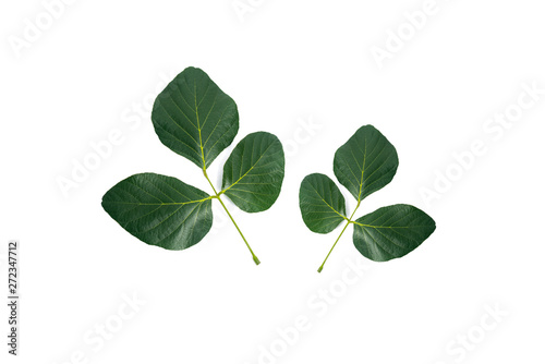 Leaf or Leaf Butea monosperma isolated on a white background 