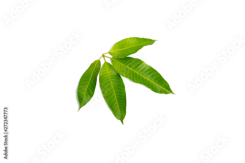 Green mango leaf isolated on white background 
