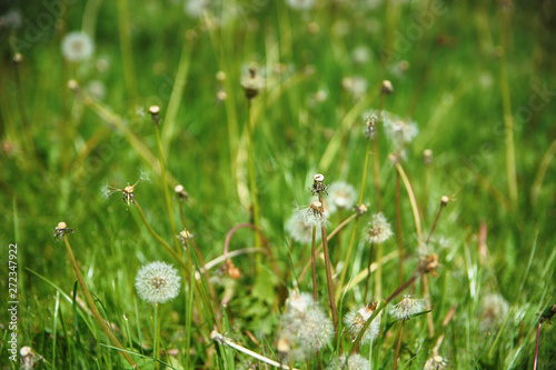 Spring flowers beautiful dandelions in green grass.