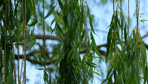 Schilderij op canvas Branches of a hanging willow