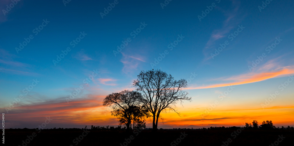 Panorama silhouette tree in africa with sunset.Tree silhouetted against a setting sun. Panorama silhouette tree in africa with sunset.Tree silhouetted against a setting sun.