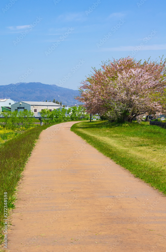 猪名川の河川敷と桜の咲く風景