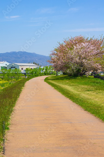 猪名川の河川敷と桜の咲く風景