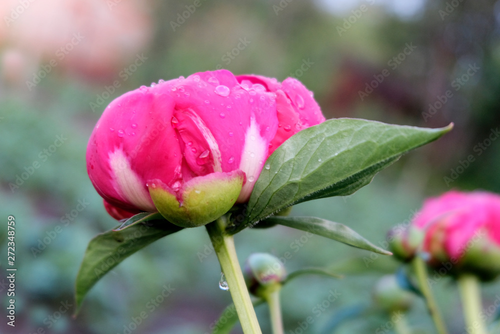 Pink peony with dew drops during flowering. Evening. Floral texture. The concept of gardening, growing flower crops. Pink peony with dew drops during flowering. Evening. Floral texture. The concept of gardening, growing flower crops.