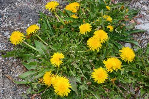 Spring flowers yellow dandelions on the ground.
