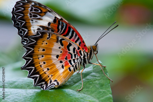 Butterfly-7 © Robert