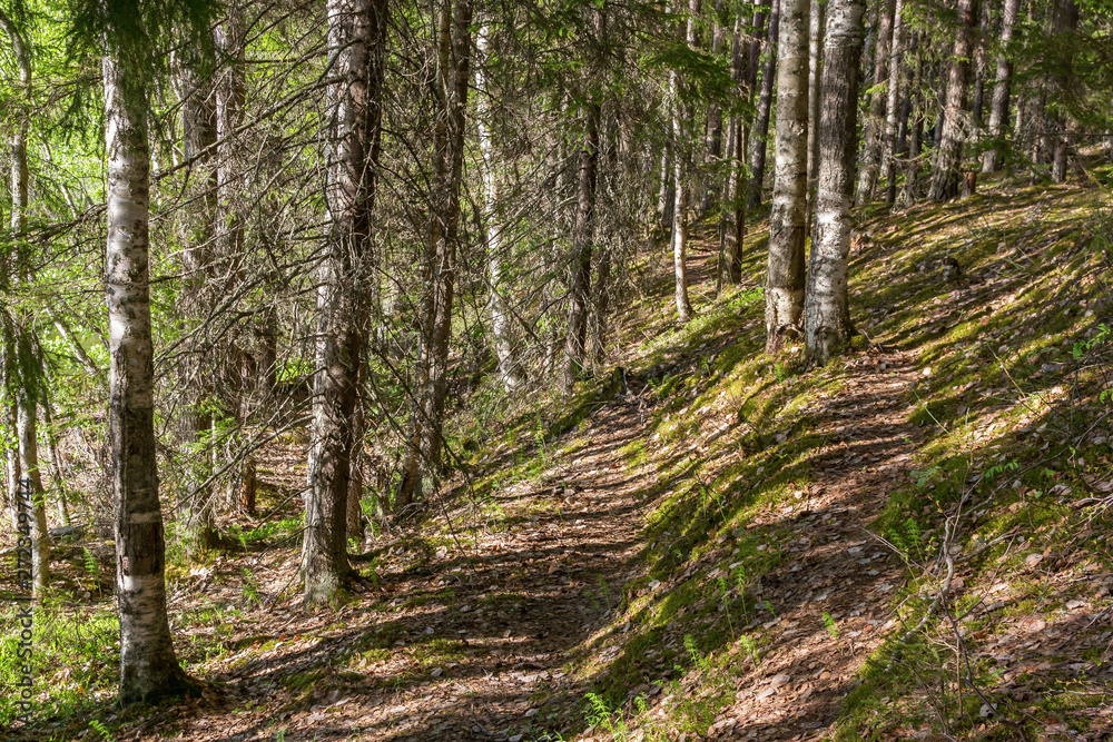 Obraz premium Forest path along the slope In Karelia