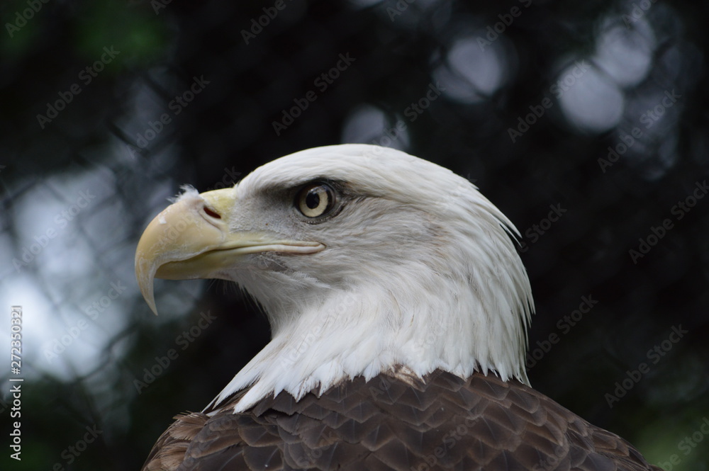 portrait of an american bald eagle portrait of an american bald eagle