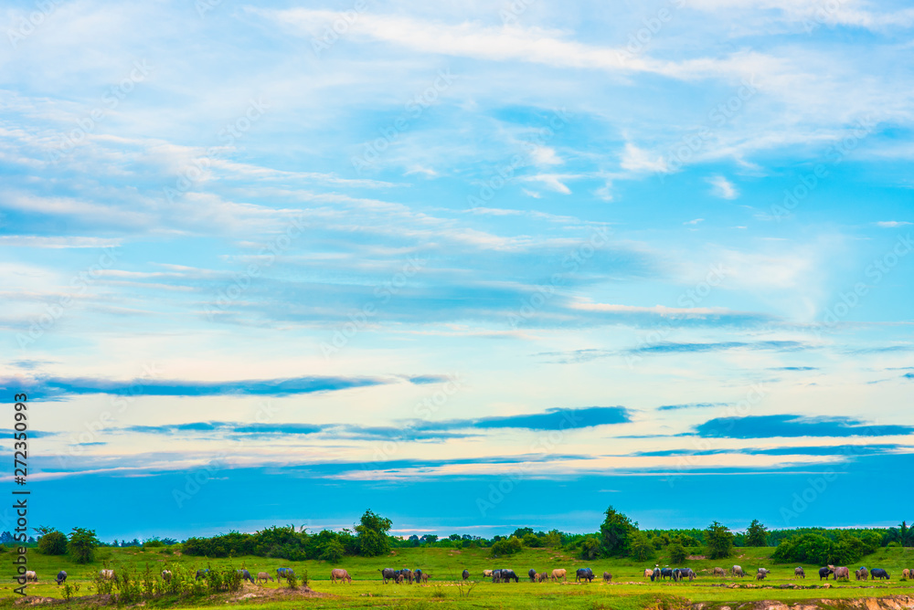 blue sky and white clouds.