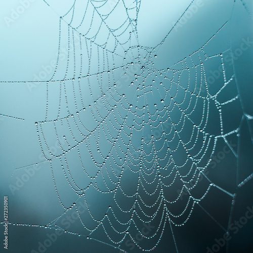 Dew on the web on a foggy day, selective focus, cold tones, background