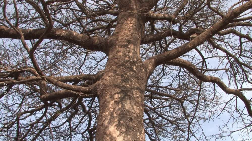 Burnt Pine tree in Mount Carmel Steady shot of Burnt Pine tree in Mount Carmel, Israel