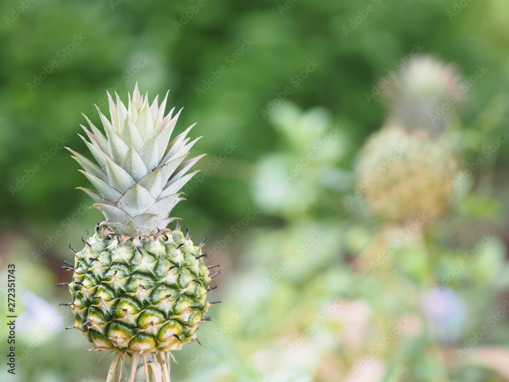 pineapple fruit on blurred of nature background space for write wording pineapple fruit on blurred of nature background space for write wording