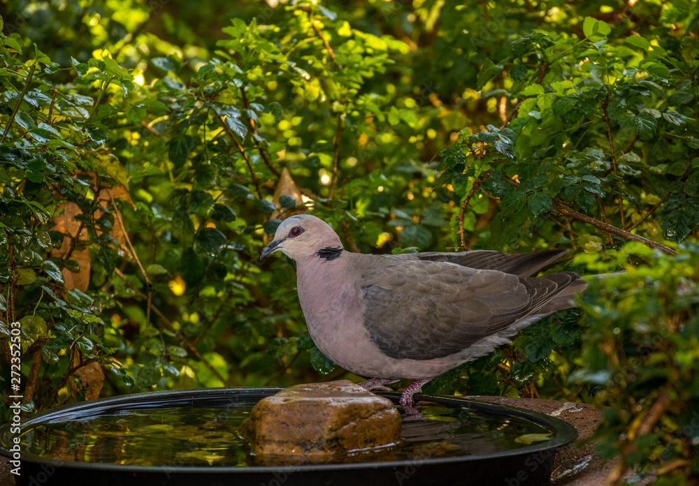 A secretive wild bird drinks water at a birdbath hidden in an urban garden image with copy space in landscape format A secretive wild bird drinks water at a birdbath hidden in an urban garden image with copy space in landscape format
