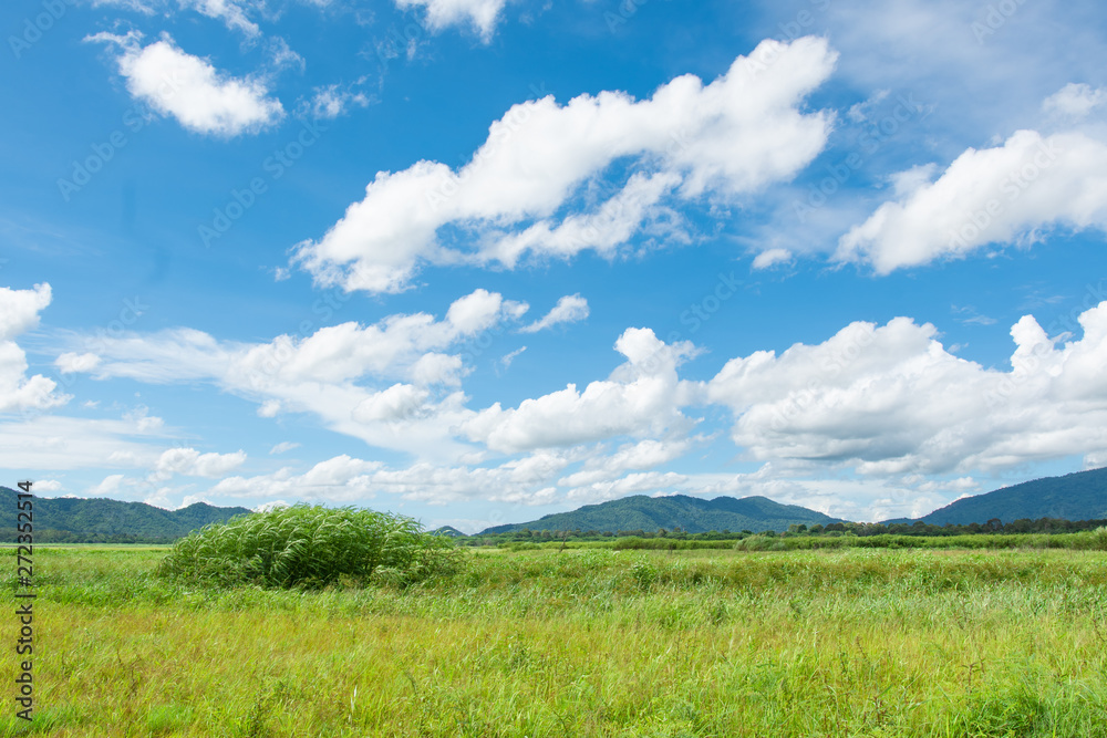 Green field,mountain and sky .