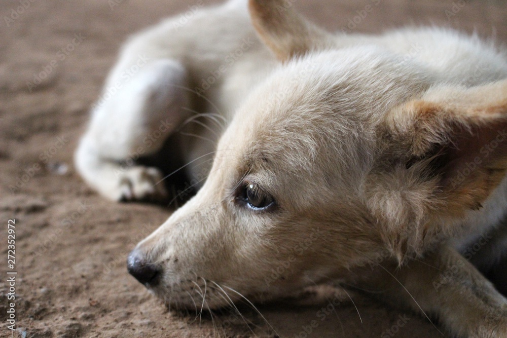 Depressed puppies due to stomach ulcers Depressed puppies due to stomach ulcers