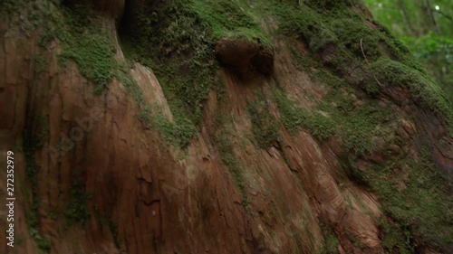 The giant tree is known to live for a thousand years. 4K beautiful sacred tree in Lala Mountain, Taoyuan, Taiwan. photo