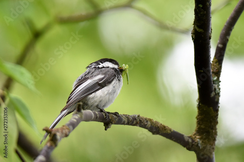 Black-capped chickadee (Poecile atricapillus) brings food to its nest.