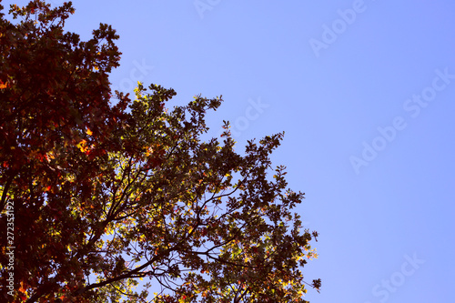 On the left are branches of a tree with yellow and red leaves against a blue sky. Cropped shot, horizontal, no one, no people, free space. Concept of the seasons.