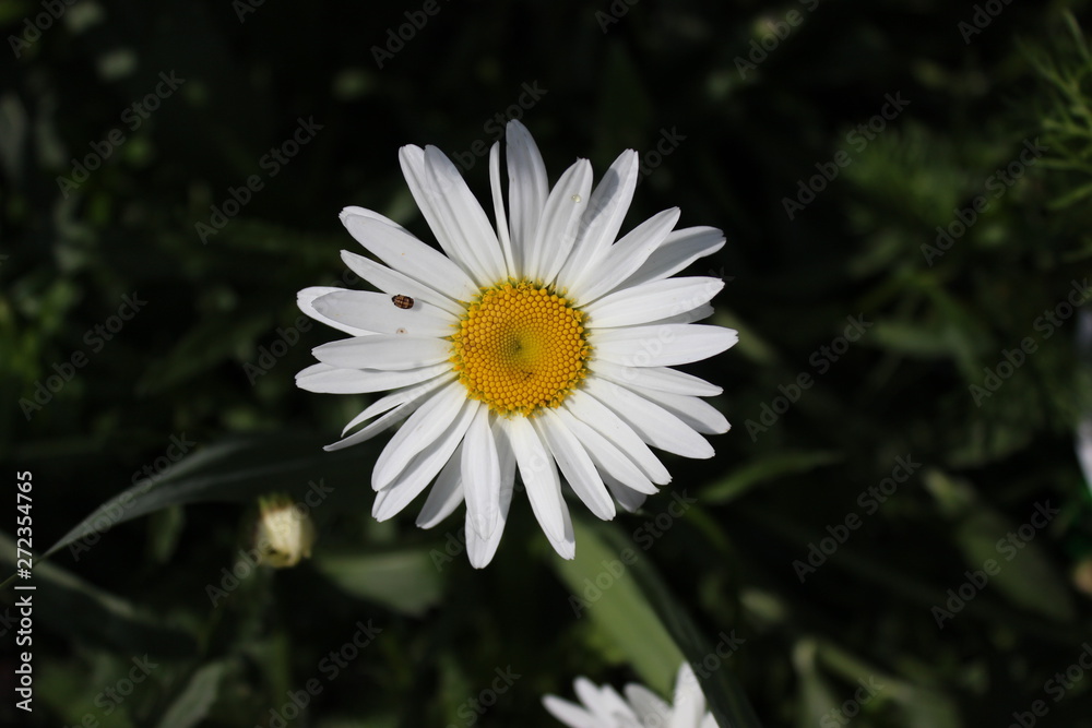 Obraz premium Chamomile