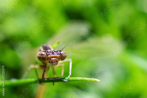 Dragonfly closeup in the grass. Amazing macro world. Macro photo. Summer concept. Large insects.