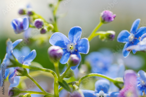 Small blue forget-me-nots close up. Macro photography, the concept of summer bloom. Minimalism, design. 