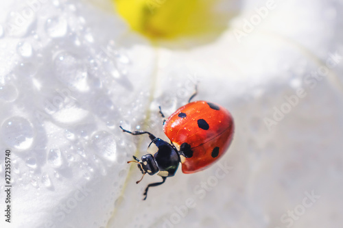 Little ladybug on a white and yellow narcissus flower in bright sunlight with highlights. Summer macro photo. Minimalism, summer concept for posters, postcards. Copy space. Amazing beauty of insects.