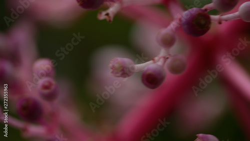 macro flower buds