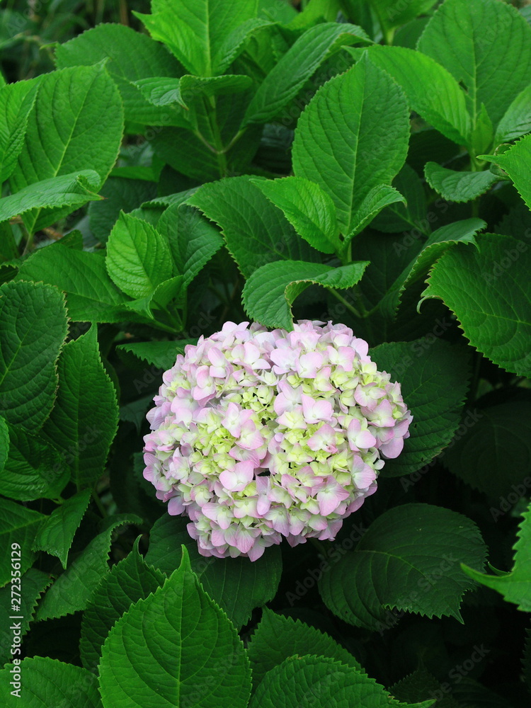 色づき始めた紫陽花