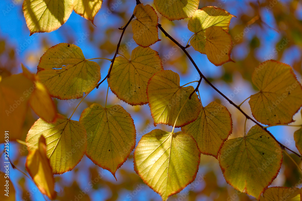 Obraz premium The background texture of the yellowed leaves of the tree against the blue sky. A cropped shot, horizontal, no one, no people, free space. The concept of the seasons.