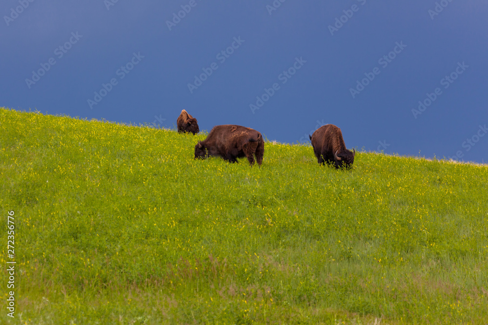 Three Bison Grazing on a Hillside Three Bison Grazing on a Hillside