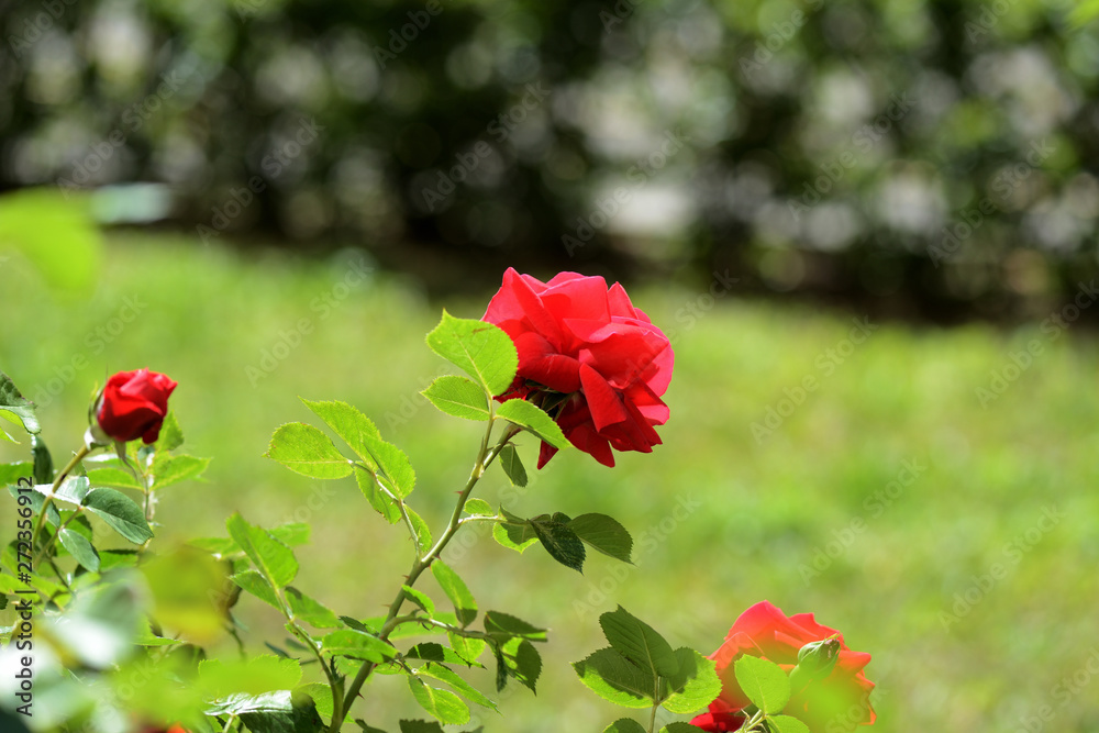 Beautiful red rose flowers in summer garden on a bright sunny day Beautiful red rose flowers in summer garden on a bright sunny day