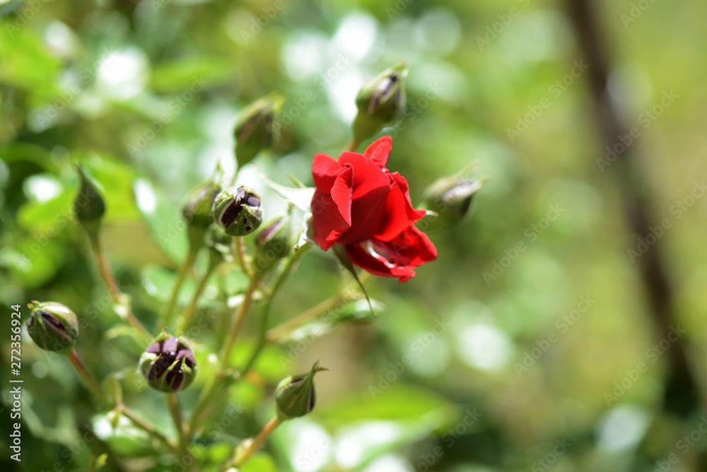 Beautiful red rose flower in summer garden on a bright sunny day Beautiful red rose flower in summer garden on a bright sunny day