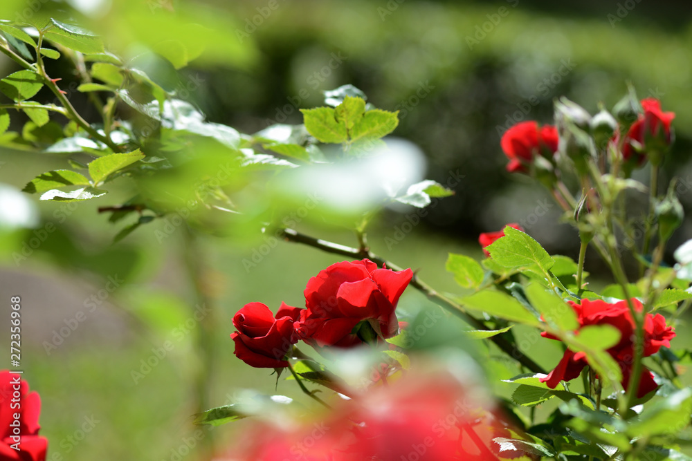 Fototapeta premium Beautiful red rose flowers in summer garden on a bright sunny day