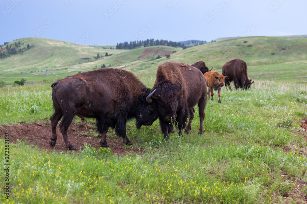 Bison Bull Strength Contest