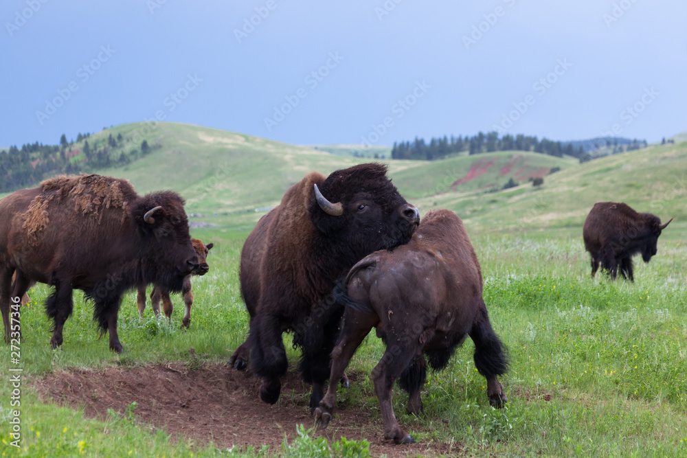 Bison Bull Strength Contest