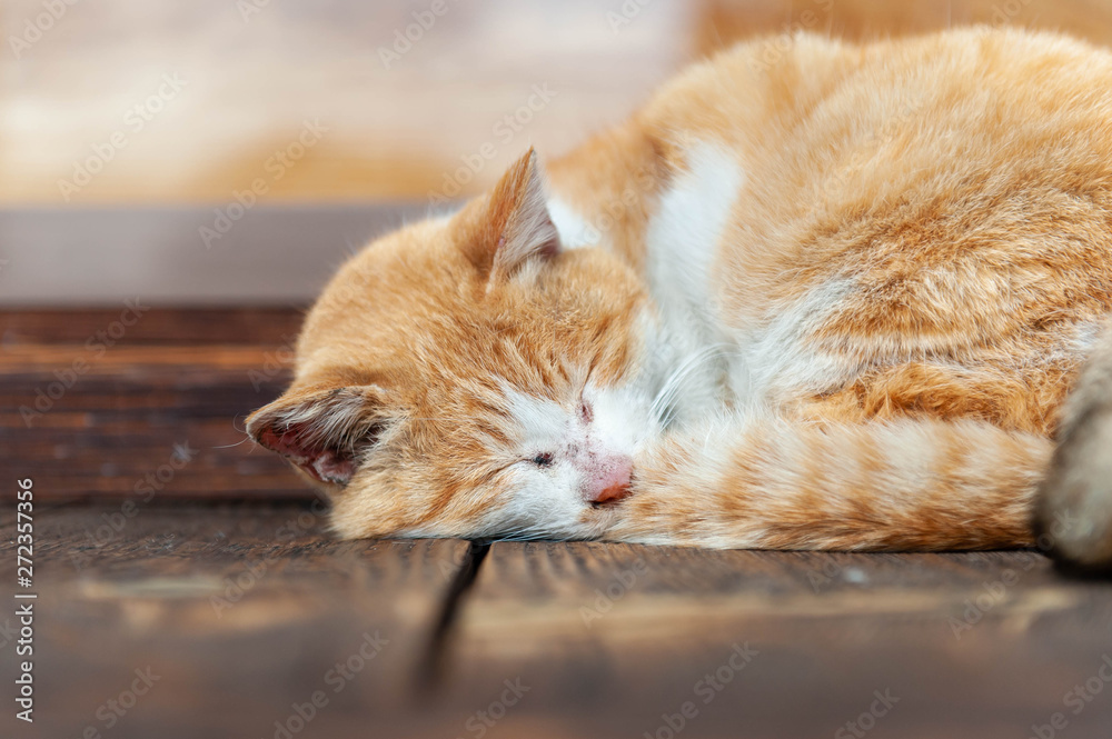 Fototapeta premium 古い木造の床に顔をつけて眠る猫