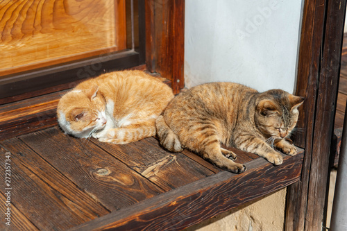 古い木造の床でくつろぐ２匹の猫
