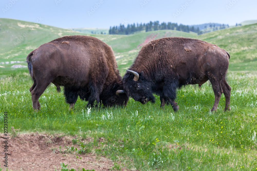 Bison Bull Strength Contest