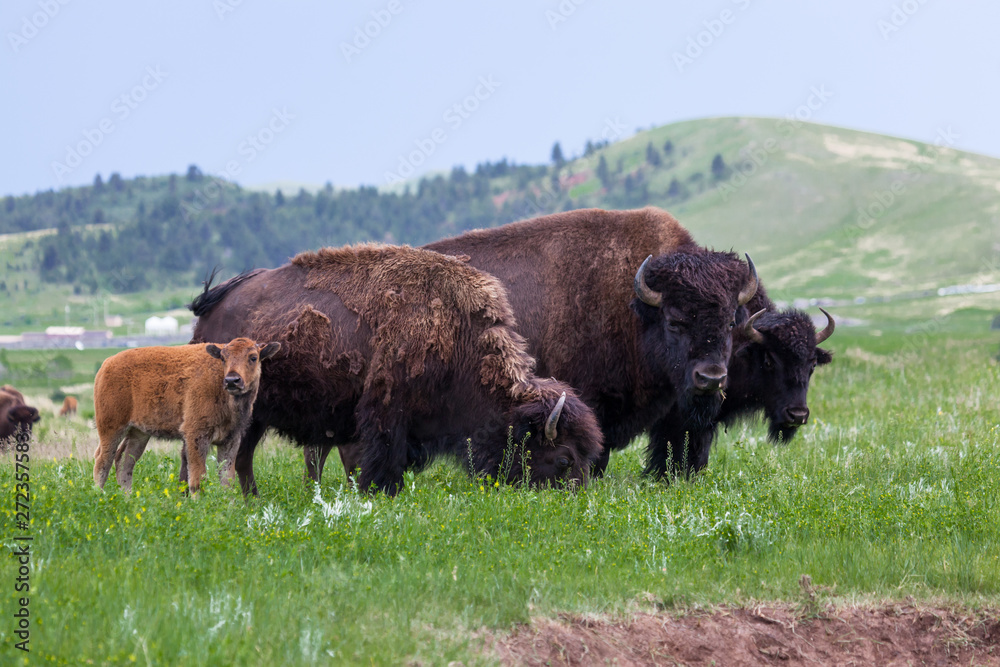 Bison Family on the Prairie